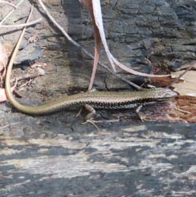 Eulamprus heatwolei (Yellow-bellied Water Skink) at Monga, NSW - 16 Dec 2023 by MatthewFrawley