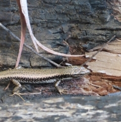 Eulamprus heatwolei at Monga National Park - 16 Dec 2023