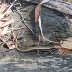 Eulamprus heatwolei at Monga National Park - 16 Dec 2023