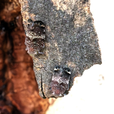 Platybrachys decemmacula (Green-faced gum hopper) at Higgins Woodland - 12 Dec 2023 by Untidy
