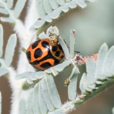 Peltoschema oceanica (Oceanica leaf beetle) at Kuringa Woodlands - 14 Feb 2023 by AlisonMilton