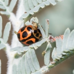 Peltoschema oceanica (Oceanica leaf beetle) at Kuringa Woodlands - 14 Feb 2023 by AlisonMilton