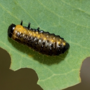 Paropsini sp. (tribe) at Kuringa Woodlands - 14 Feb 2023 02:01 PM