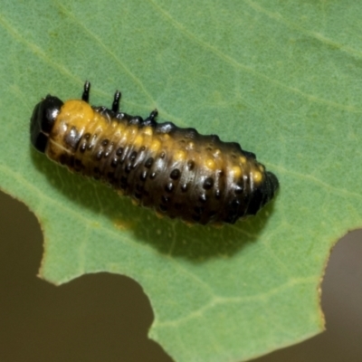 Paropsini sp. (tribe) (Unidentified paropsine leaf beetle) at Kuringa Woodlands - 14 Feb 2023 by AlisonMilton