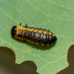 Paropsini sp. (tribe) at Kuringa Woodlands - 14 Feb 2023 02:01 PM