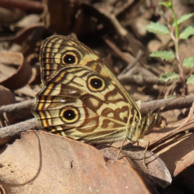 Geitoneura acantha (Ringed Xenica) at Monga National Park - 16 Dec 2023 by MatthewFrawley