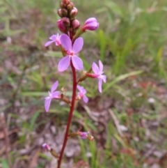 Stylidium armeria subsp. armeria (Trigger Plant) at QPRC LGA - 16 Dec 2023 by MatthewFrawley