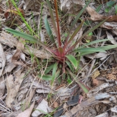 Stylidium armeria subsp. armeria at Monga National Park - 16 Dec 2023 03:48 PM