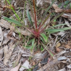Stylidium armeria subsp. armeria at Monga National Park - 16 Dec 2023