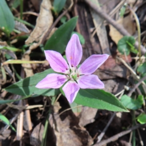 Schelhammera undulata at QPRC LGA - 16 Dec 2023