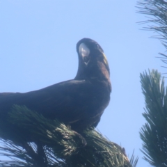 Zanda funerea (Yellow-tailed Black-Cockatoo) at Braidwood, NSW - 16 Dec 2023 by MatthewFrawley