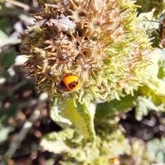 Agonoscelis rutila (Horehound bug) at Watson Woodlands - 15 Dec 2023 by abread111