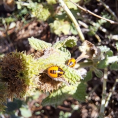 Agonoscelis rutila at Justice Robert Hope Reserve (JRH) - 16 Dec 2023