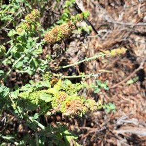 Agonoscelis rutila at Justice Robert Hope Reserve (JRH) - 16 Dec 2023