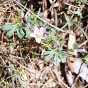 Geranium solanderi var. solanderi at Justice Robert Hope Reserve (JRH) - 16 Dec 2023 09:31 AM