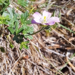 Geranium solanderi var. solanderi at Justice Robert Hope Reserve (JRH) - 16 Dec 2023 09:31 AM