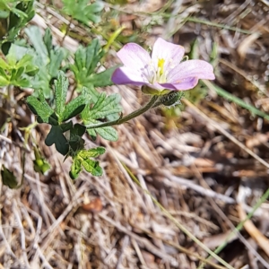 Geranium solanderi var. solanderi at Undefined Area - 16 Dec 2023 09:31 AM