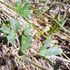 Geranium solanderi var. solanderi at Undefined Area - 16 Dec 2023 09:31 AM