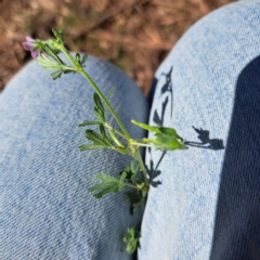 Geranium solanderi var. solanderi at Justice Robert Hope Reserve (JRH) - 16 Dec 2023