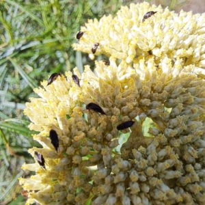 Mordellidae (family) at Justice Robert Hope Reserve (JRH) - 16 Dec 2023 09:36 AM