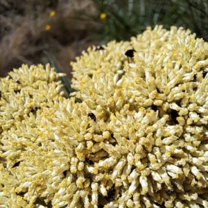 Mordellidae (family) at Justice Robert Hope Reserve (JRH) - 16 Dec 2023