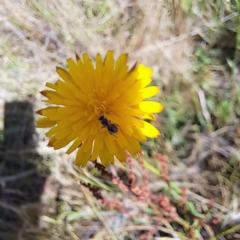 Apiformes (informal group) (Unidentified bee) at Watson Woodlands - 15 Dec 2023 by abread111