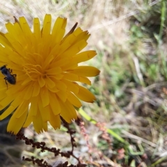 Apiformes (informal group) at Justice Robert Hope Reserve (JRH) - 16 Dec 2023 09:40 AM