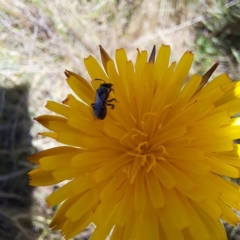 Apiformes (informal group) at Justice Robert Hope Reserve (JRH) - 16 Dec 2023