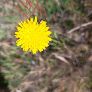 Apiformes (informal group) at Justice Robert Hope Reserve (JRH) - 16 Dec 2023 09:40 AM