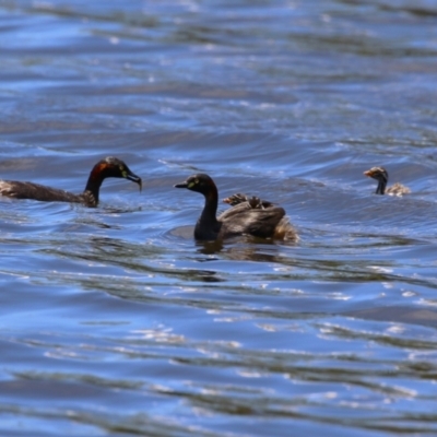 Tachybaptus novaehollandiae (Australasian Grebe) at Upper Stranger Pond - 16 Dec 2023 by RodDeb