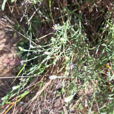 Vittadinia gracilis (New Holland Daisy) at Justice Robert Hope Reserve (JRH) - 16 Dec 2023 by abread111