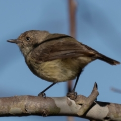 Acanthiza reguloides (Buff-rumped Thornbill) at Mount Majura - 15 Dec 2023 by brettguy80