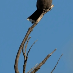 Artamus cyanopterus cyanopterus (Dusky Woodswallow) at The Fair, Watson - 15 Dec 2023 by brettguy80