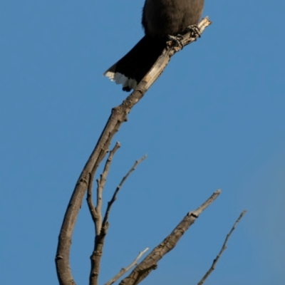 Artamus cyanopterus cyanopterus (Dusky Woodswallow) at Watson, ACT - 15 Dec 2023 by brettguy80