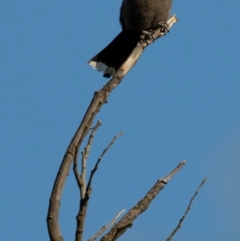 Artamus cyanopterus (Dusky Woodswallow) at Mount Majura - 15 Dec 2023 by brettguy80
