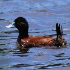 Oxyura australis (Blue-billed Duck) at Isabella Plains, ACT - 16 Dec 2023 by RodDeb