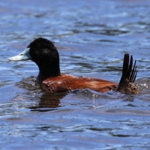 Oxyura australis at Upper Stranger Pond - 16 Dec 2023