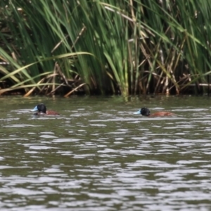 Oxyura australis at Upper Stranger Pond - 16 Dec 2023