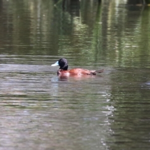 Oxyura australis at Upper Stranger Pond - 16 Dec 2023