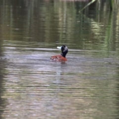 Oxyura australis at Upper Stranger Pond - 16 Dec 2023