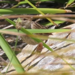 Poodytes gramineus (Little Grassbird) at Upper Stranger Pond - 16 Dec 2023 by RodDeb