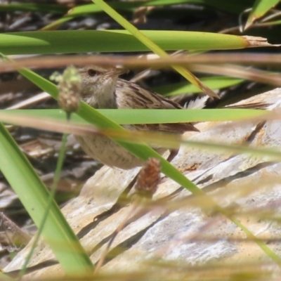 Poodytes gramineus (Little Grassbird) at Upper Stranger Pond - 16 Dec 2023 by RodDeb