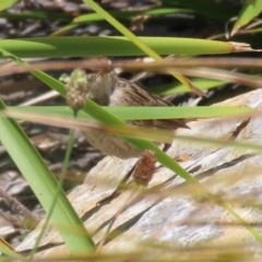 Poodytes gramineus at Upper Stranger Pond - 16 Dec 2023