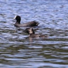 Biziura lobata (Musk Duck) at Isabella Plains, ACT - 16 Dec 2023 by RodDeb