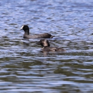 Biziura lobata at Upper Stranger Pond - 16 Dec 2023