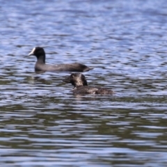 Biziura lobata at Upper Stranger Pond - 16 Dec 2023