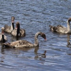 Cygnus atratus (Black Swan) at Isabella Plains, ACT - 16 Dec 2023 by RodDeb