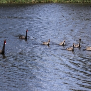 Cygnus atratus at Upper Stranger Pond - 16 Dec 2023