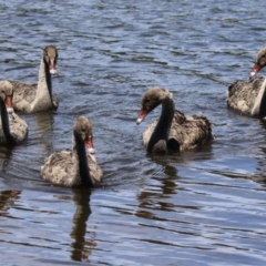 Cygnus atratus at Upper Stranger Pond - 16 Dec 2023