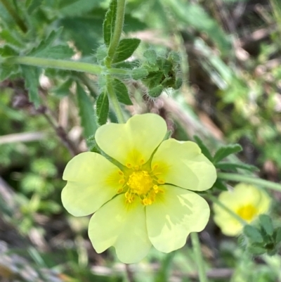 Potentilla recta (Sulphur Cinquefoil) at Jindabyne, NSW - 14 Dec 2023 by SteveBorkowskis